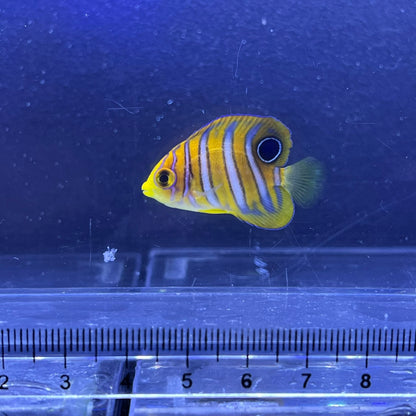 ニシキヤッコ幼魚