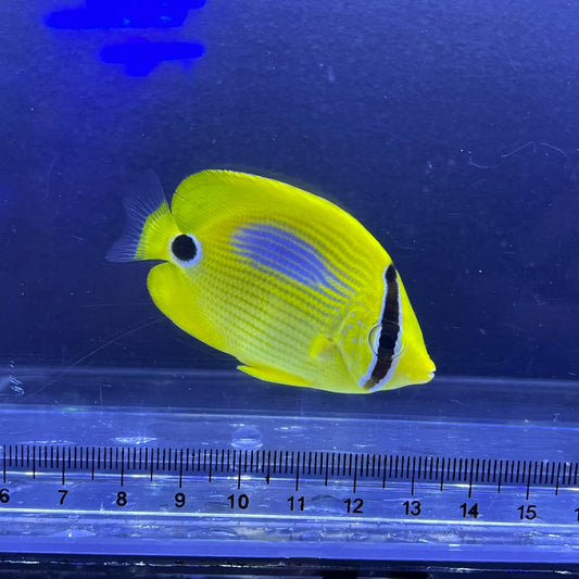 スミツキトノサマダイ