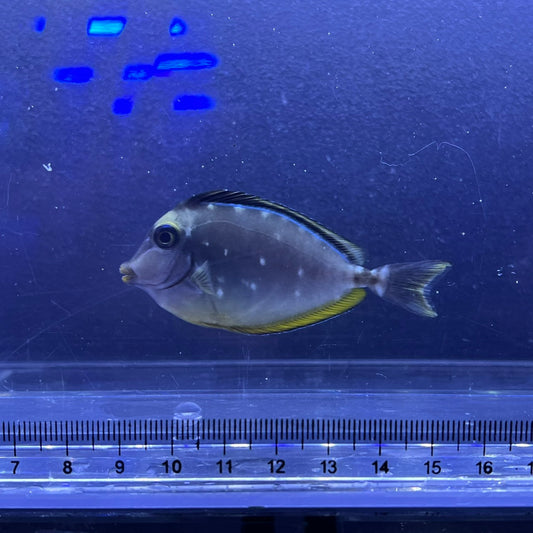 ミヤコテングハギ