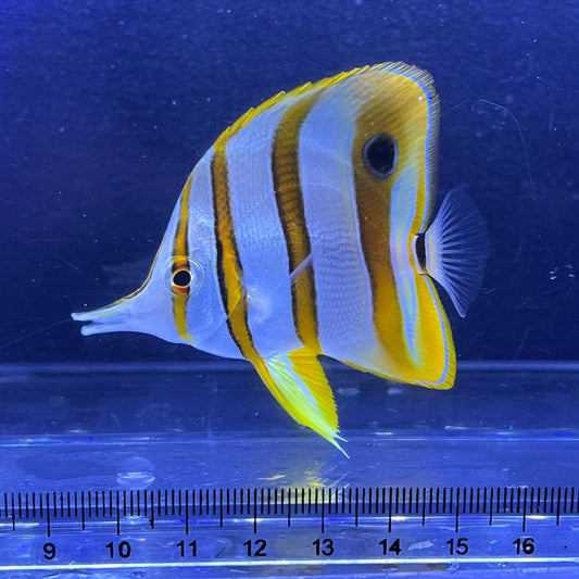 チェルモン