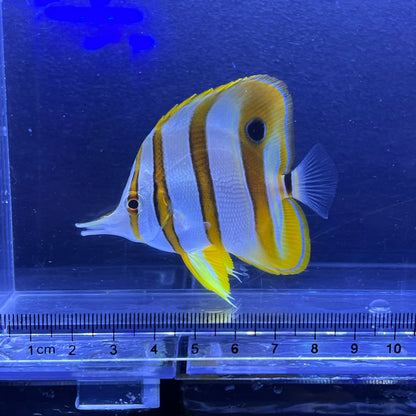チェルモン