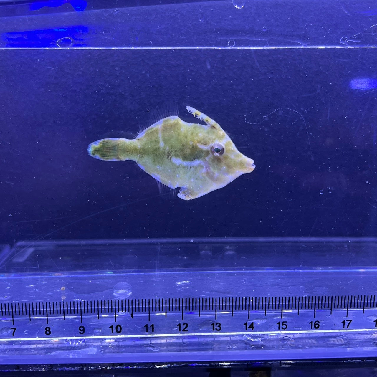 フチドリカワハギ