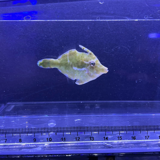 フチドリカワハギ