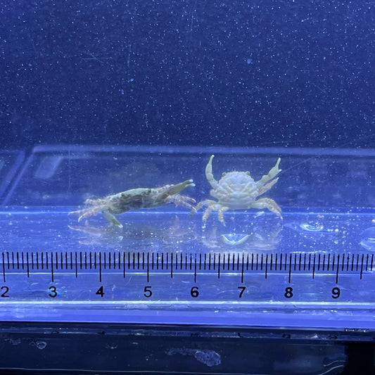 エメラルドグリーンクラブ