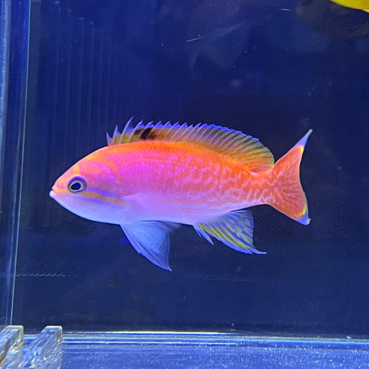 スクリブルドアンティアスオス