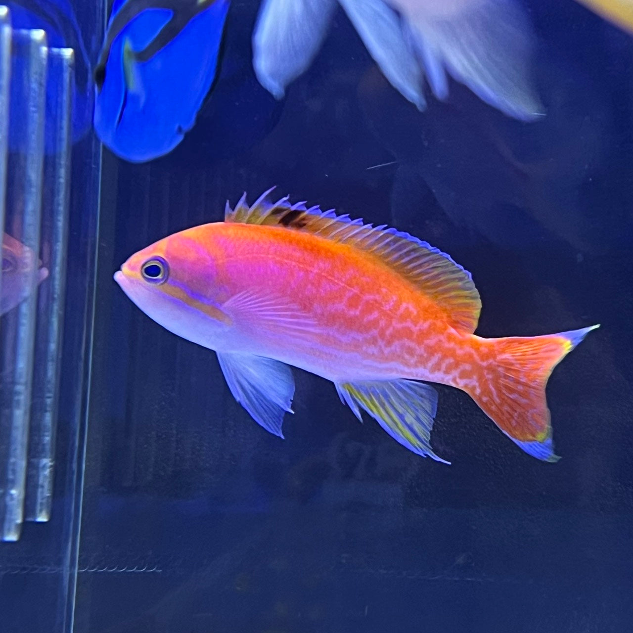 スクリブルドアンティアスオス