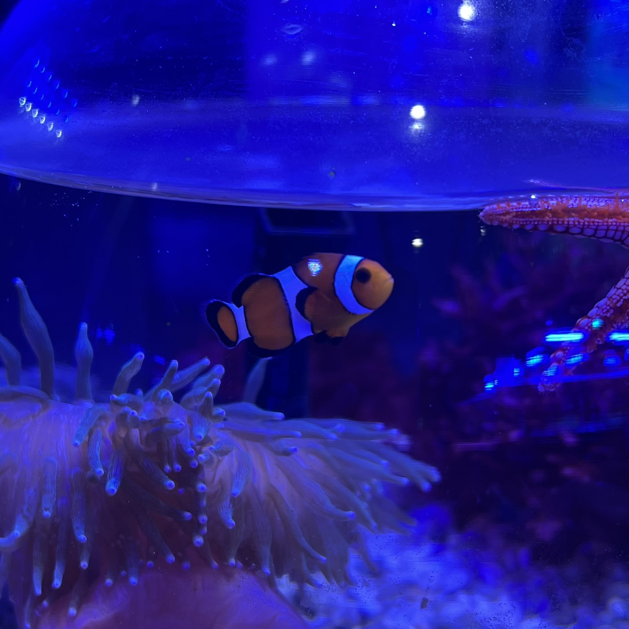 海水魚 - クマノミ・スズメダイ – FISH UP