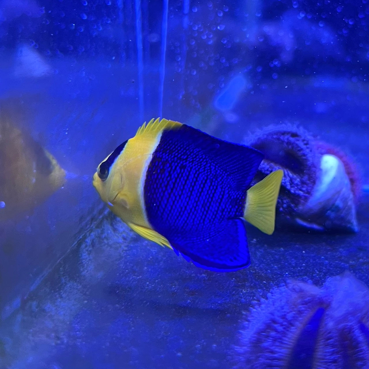 ソメワケヤッコ