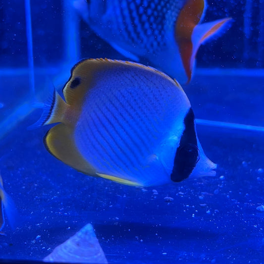 クラカケチョウチョウウオ