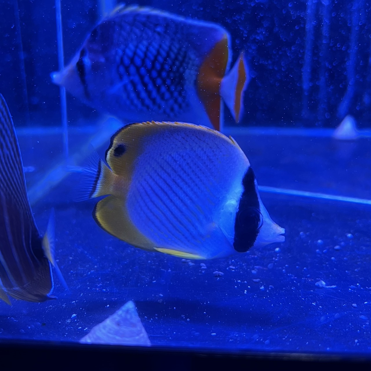 クラカケチョウチョウウオ