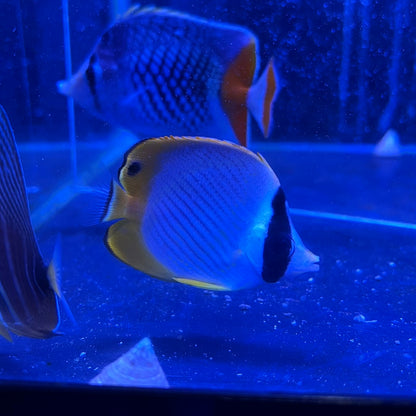 クラカケチョウチョウウオ