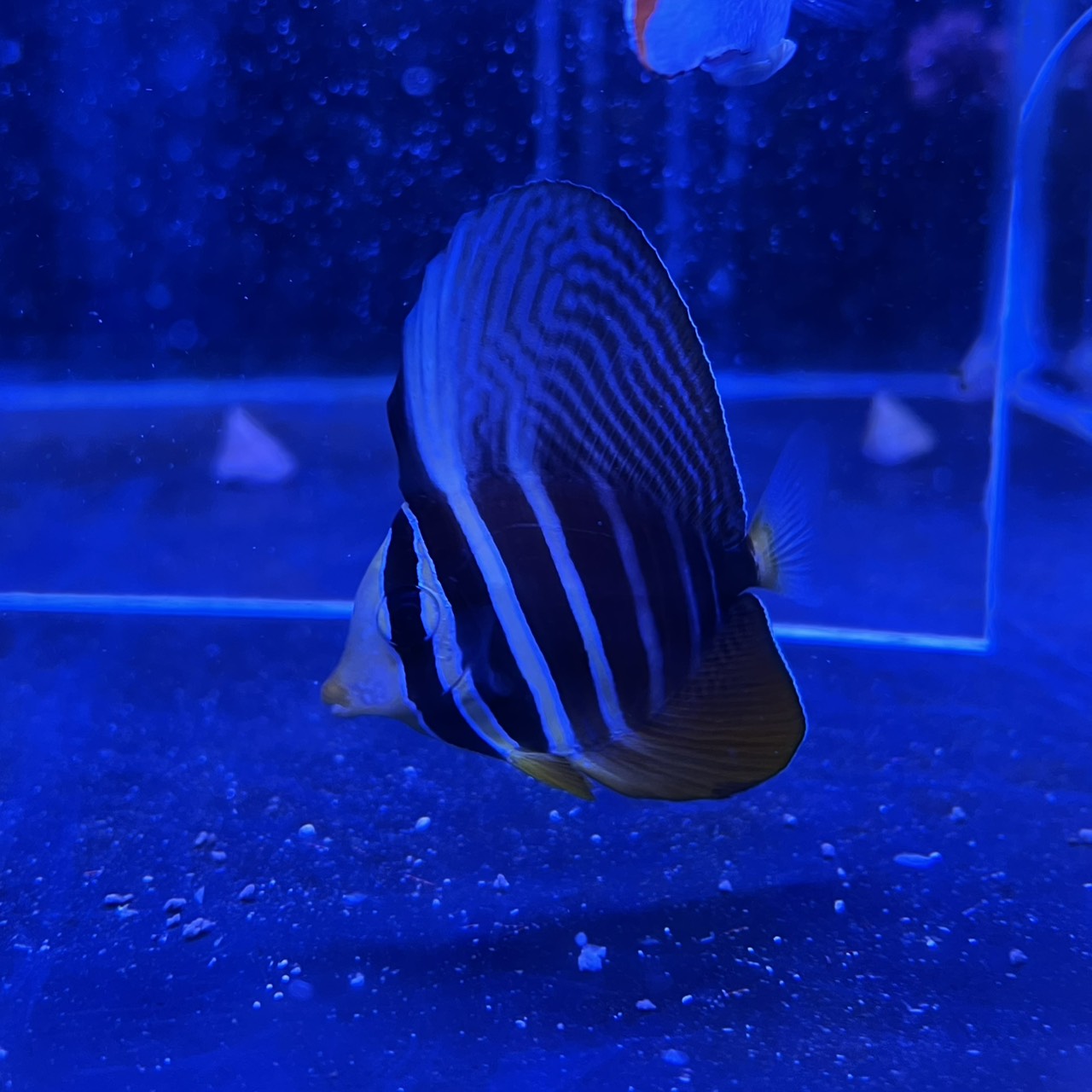 海水魚 海水魚｜ウェブ通販｜アクアリウム工房 ブルーハーバー