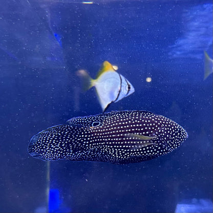 シモフリタナバタウオ