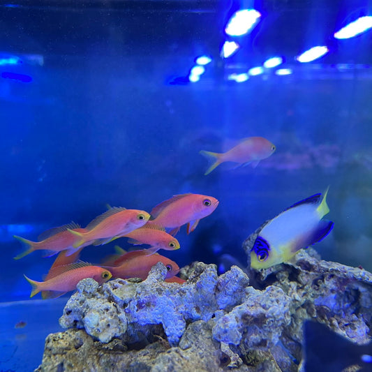 フチドリハナダイオス