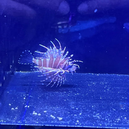 ミノカサゴ幼魚