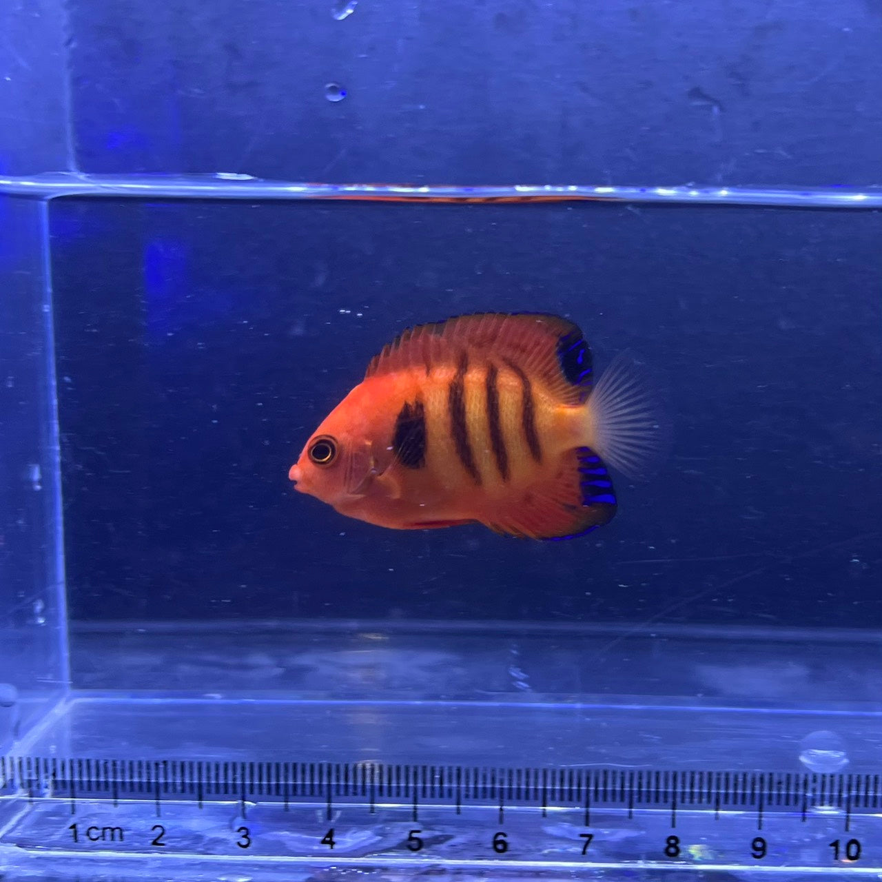 海水魚 – Page 2 – FISH UP