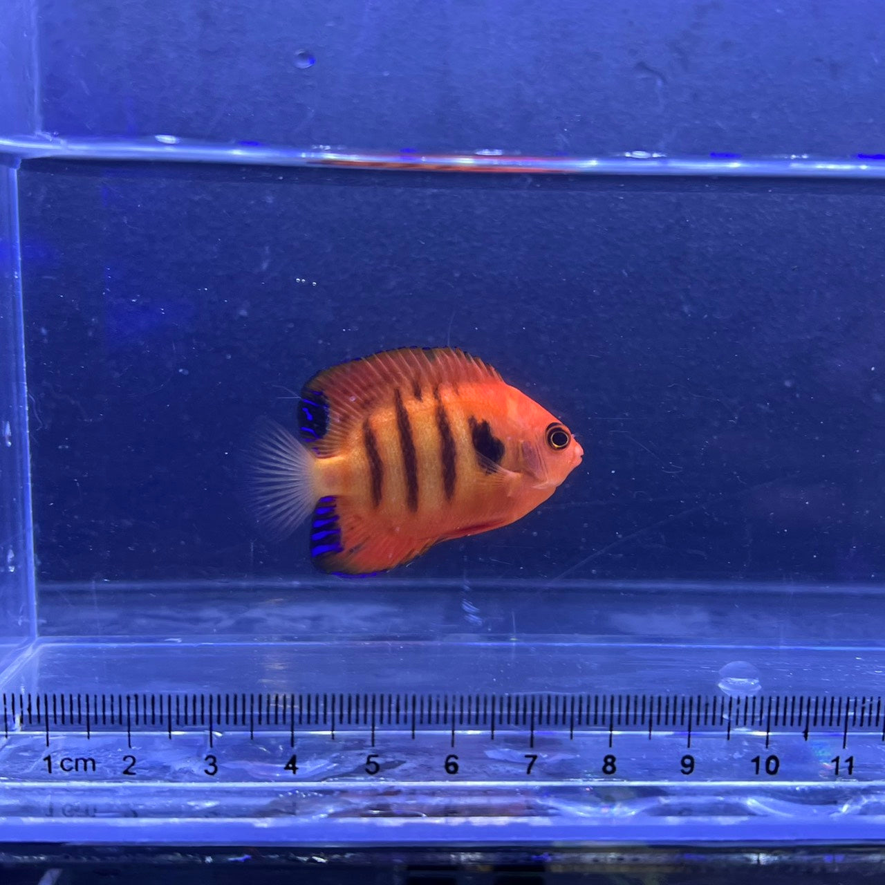 フレームエンゼル①