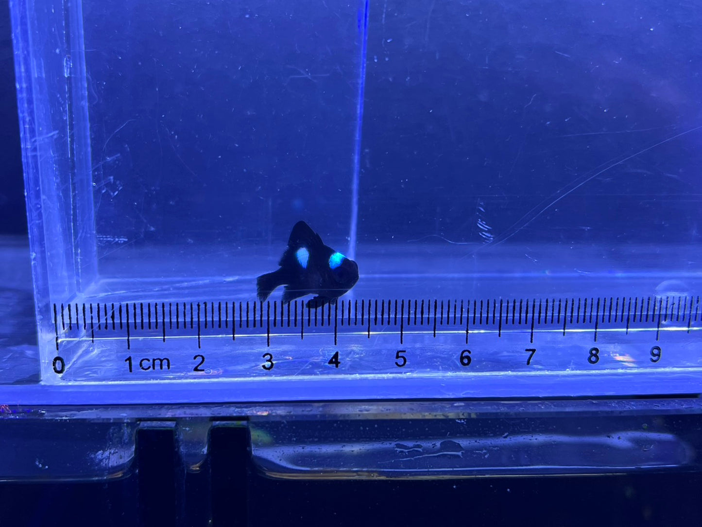 ミツボシクロスズメダイ