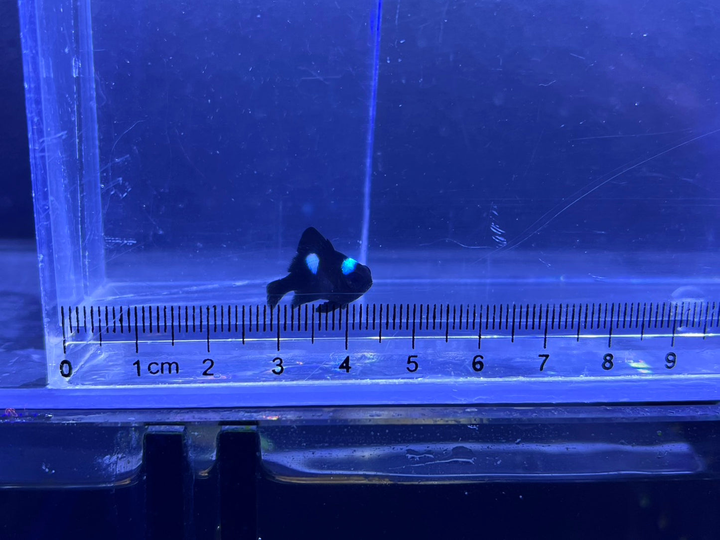 ミツボシクロスズメダイ