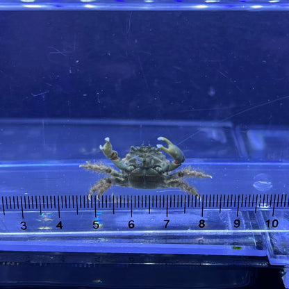 エメラルドグリーンクラブ