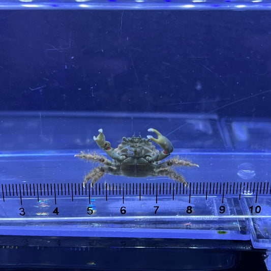 エメラルドグリーンクラブ