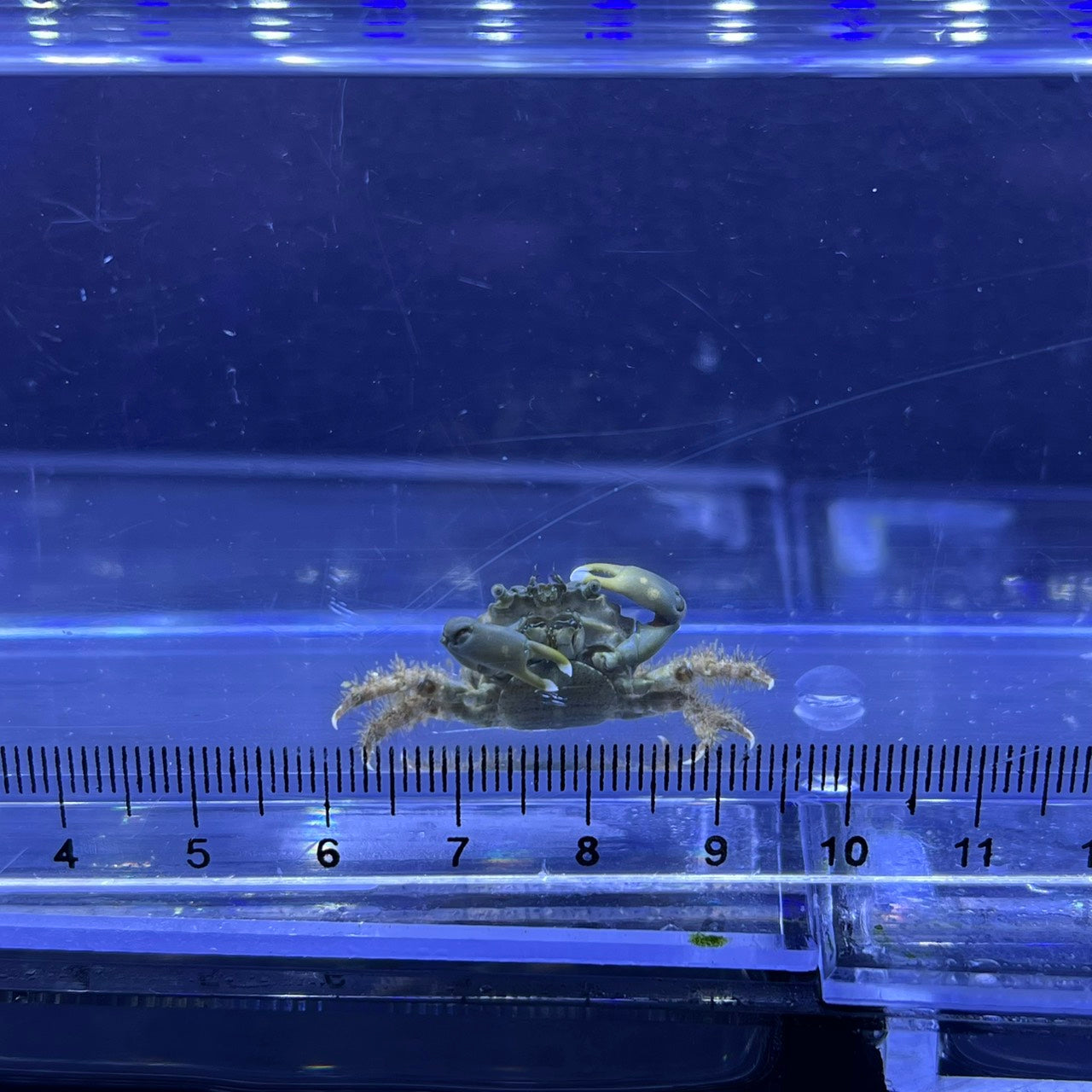 エメラルドグリーンクラブ