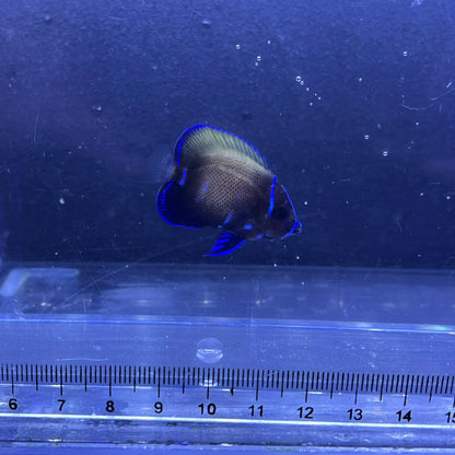 イナズマヤッコ幼魚