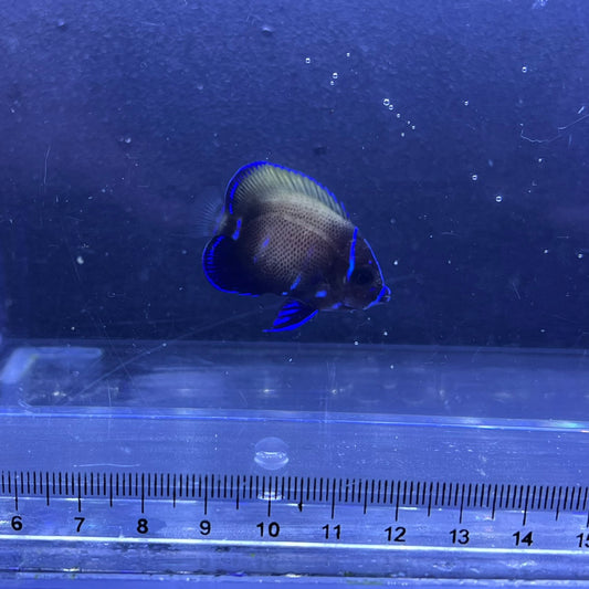 イナズマヤッコ幼魚