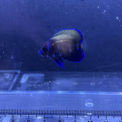 イナズマヤッコ幼魚