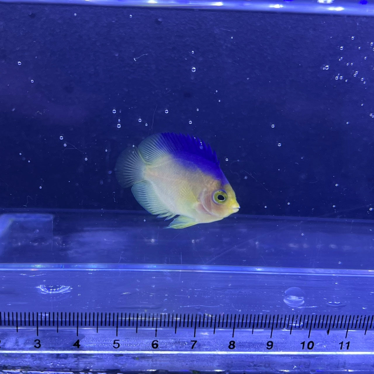 海水魚 – FISH UP