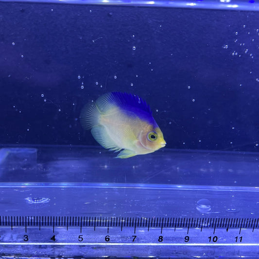 コリンズピグミーエンゼル