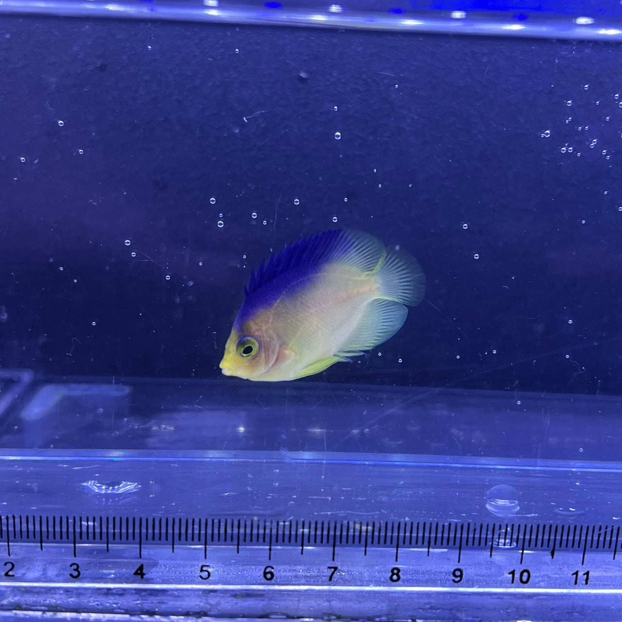 コリンズピグミーエンゼル