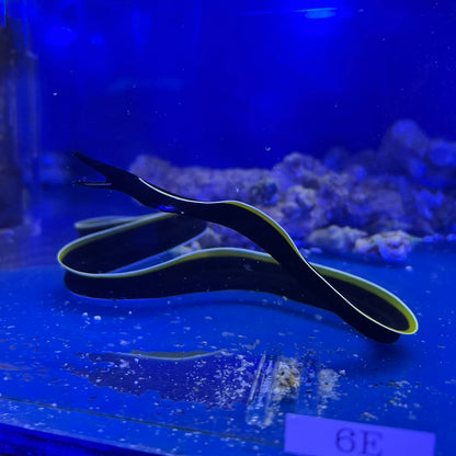 ハナヒゲウツボ