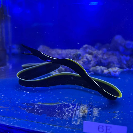 ハナヒゲウツボ