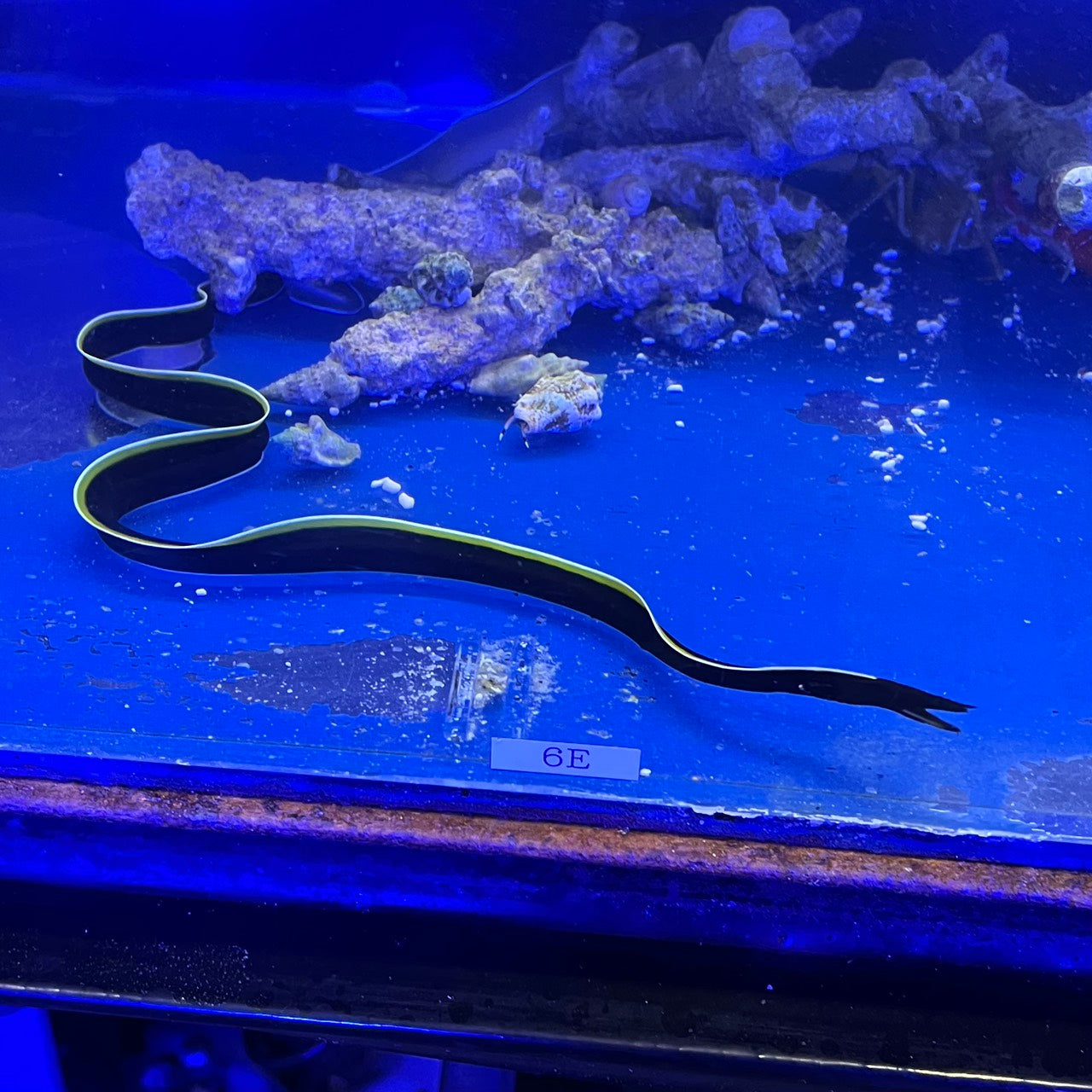 ハナヒゲウツボ