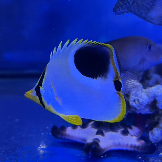 セグロチョウチョウウオ