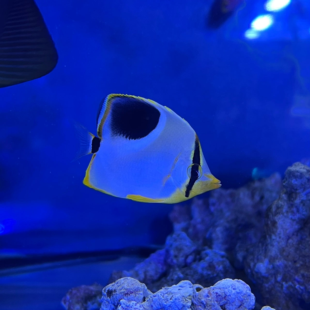 セグロチョウチョウウオ