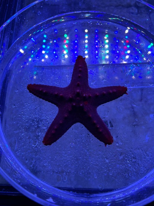 コブヒトデ　レッド系