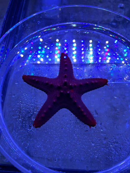 コブヒトデ　レッド系