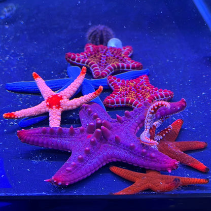 コブヒトデ　レッド系