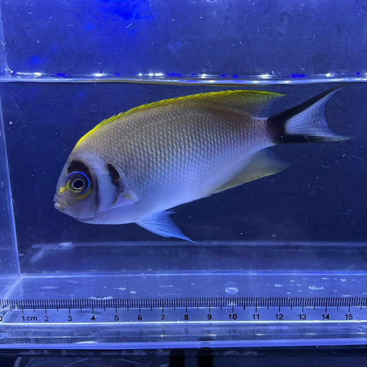 トサヤッコ　メス