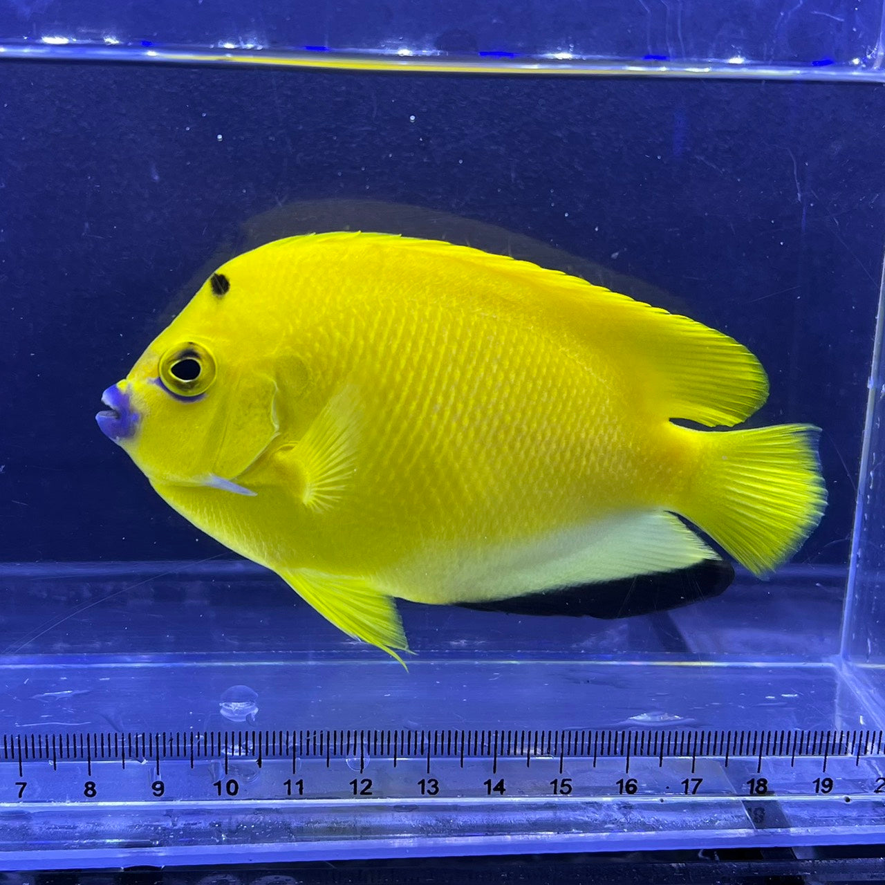 海水蛍光画が6割引き！ 海水魚 – FISH UP