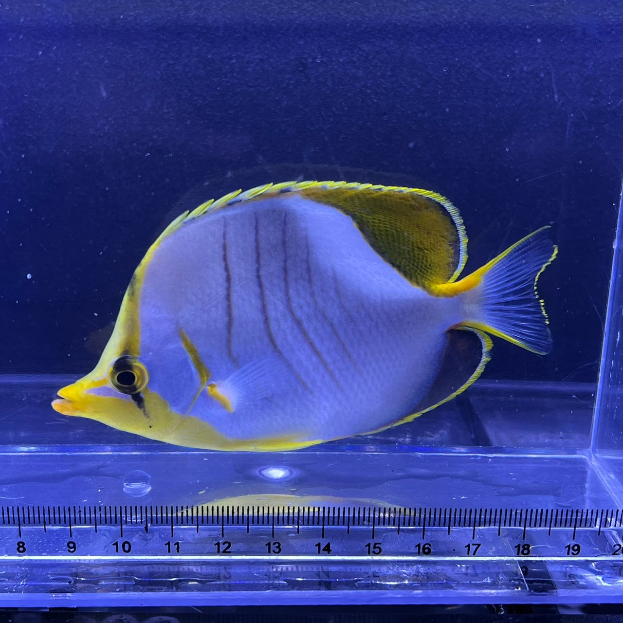 イエローヘッドバタフライ