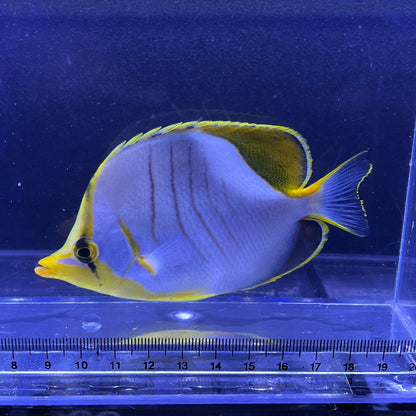 イエローヘッドバタフライ