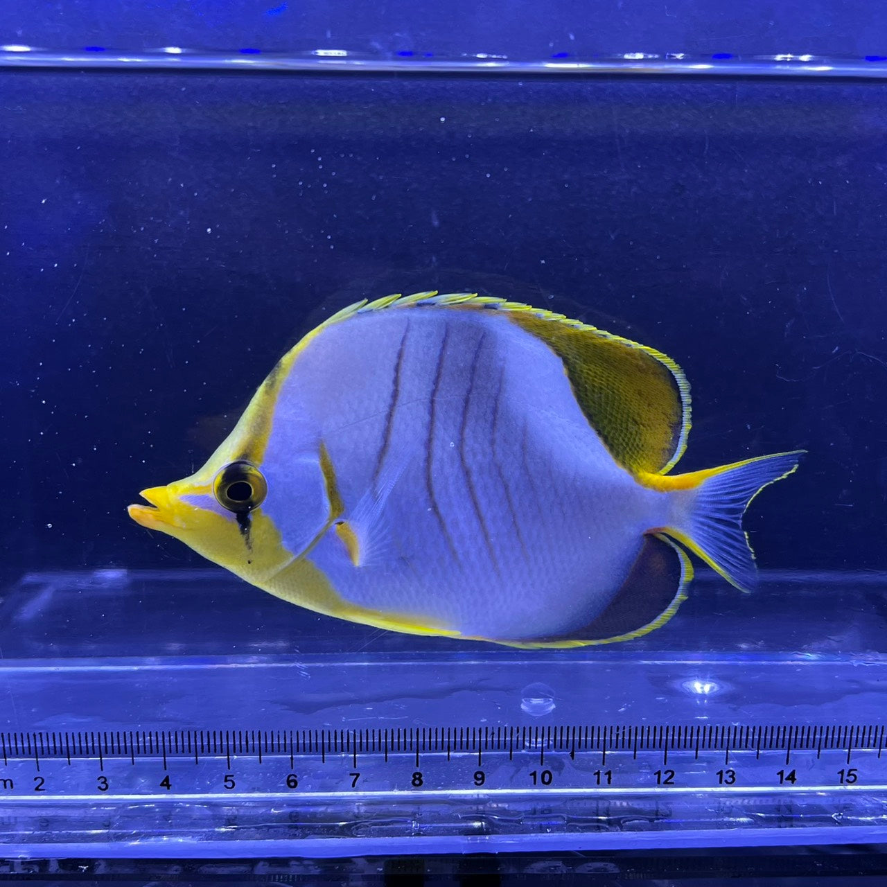 海水魚 – FISH UP