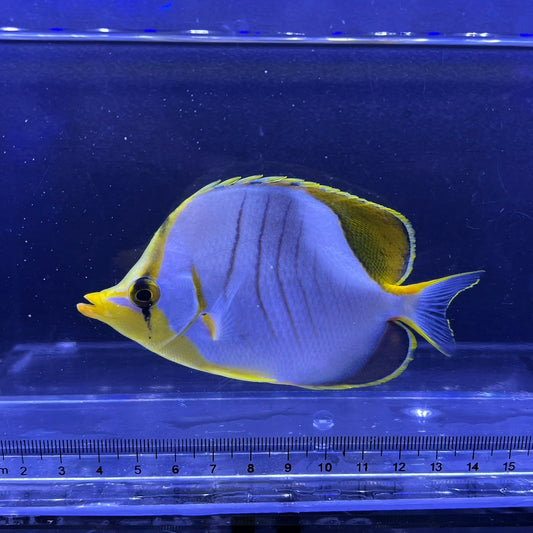 イエローヘッドバタフライ