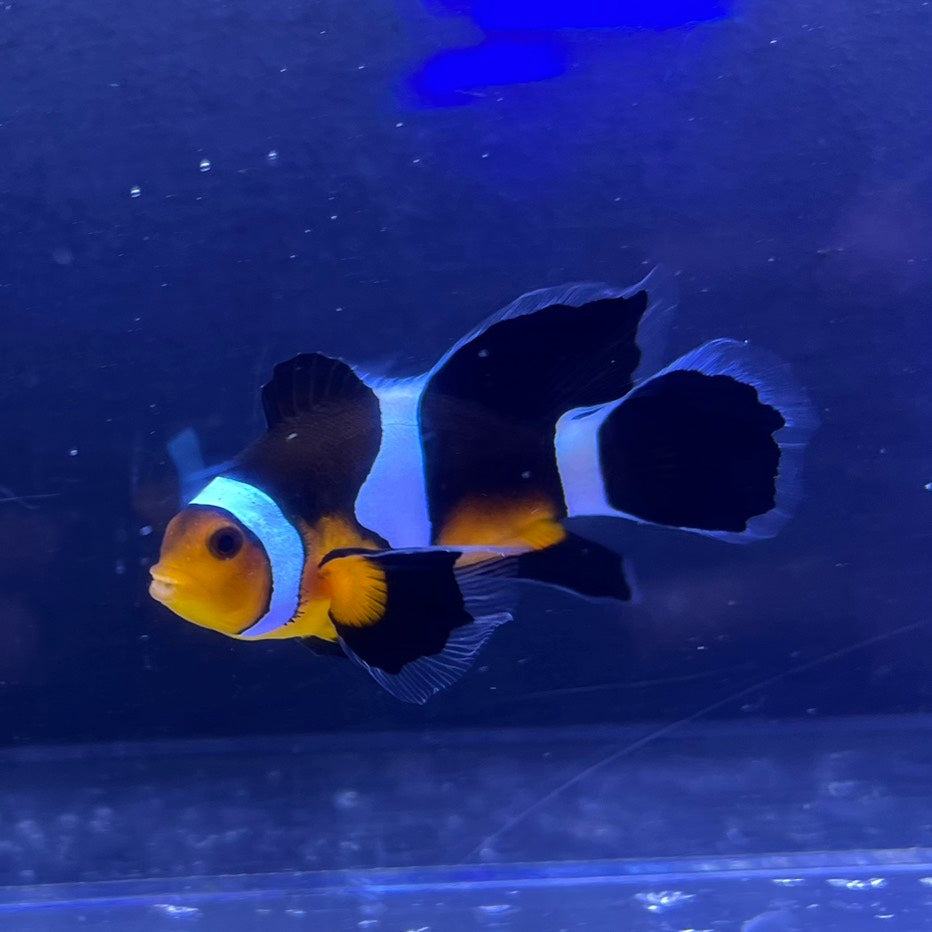 Longfin Clownfish	5㎝±