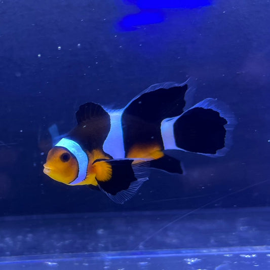 Longfin Clownfish	5㎝±