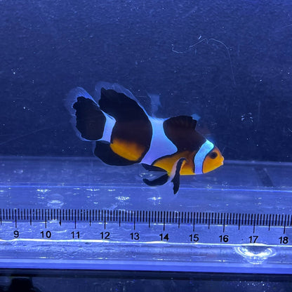 Longfin Clownfish	5㎝±