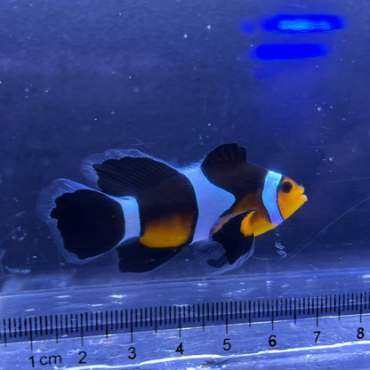 Longfin Clownfish	5㎝±
